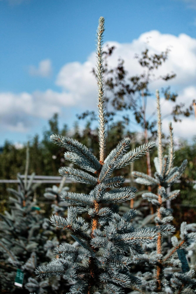 Picea pungens 'Hoopsii', Sølv-blågran