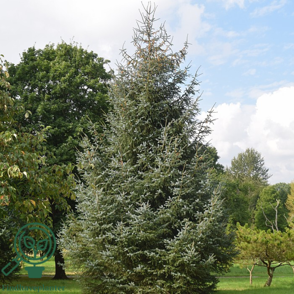 Picea sitchensis, Sitkagran