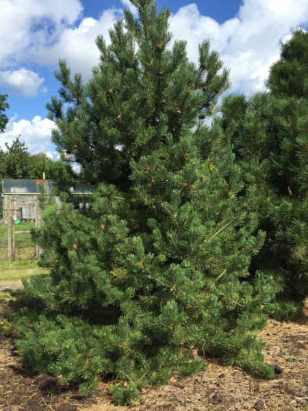 Pinus mugo var. rostrata, Fransk bjergfyr