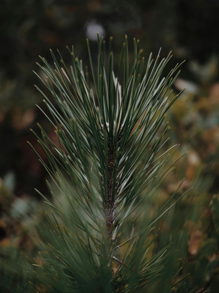 Pinus nigra, Østrisk fyr