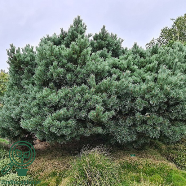 Pinus sylvestris 'Watereri', Dværg-skovfyr