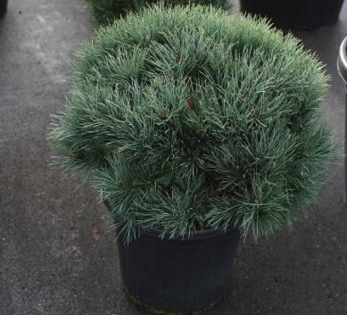 Pinus sylvestris 'Watereri', Dværg-skovfyr