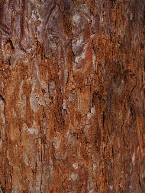 Sequoiadendron giganteum 'Powdered Blue, Mammuttræ