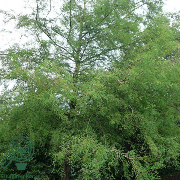 Taxodium distichum, Sumpcypres