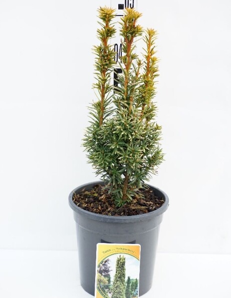 Taxus baccata 'Fastigiata Aurea', Søjletaks