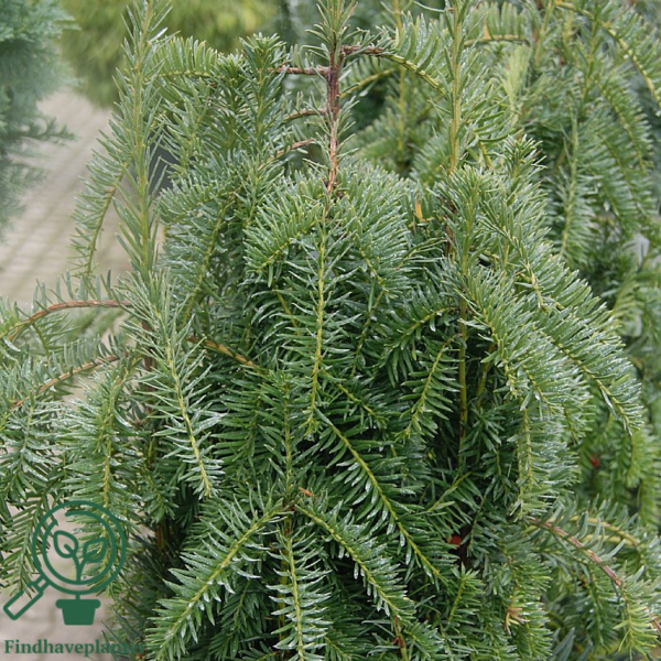 Taxus baccata 'Dovastoniana', Taks