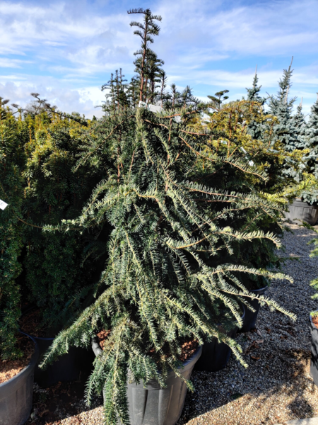 Taxus baccata 'Dovastoniana', Taks