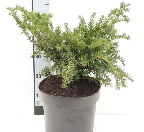 Taxus baccata 'Repandens', Krybende taks