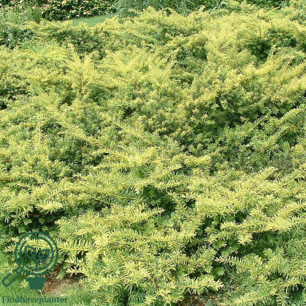 Taxus baccata 'Summergold', Taks