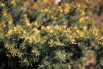 Taxus baccata 'Summergold', Taks