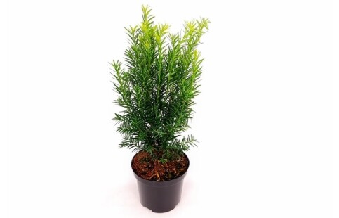 Taxus media 'Farmen'