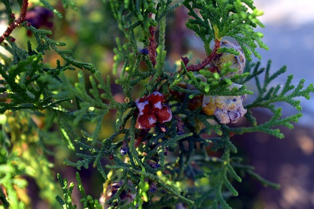 Thuja occidentalis