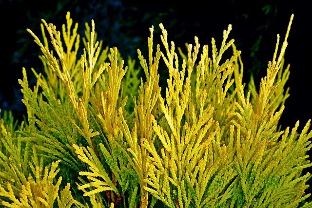 Thuja occidentalis 'Golden Globe', Livstræ, kugle