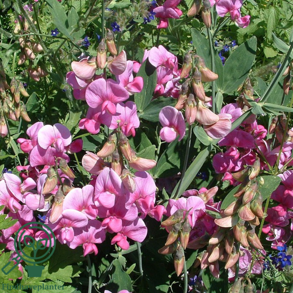 Lathyrus latifolius 'Rote Perle', Flerårig Ærteblomst