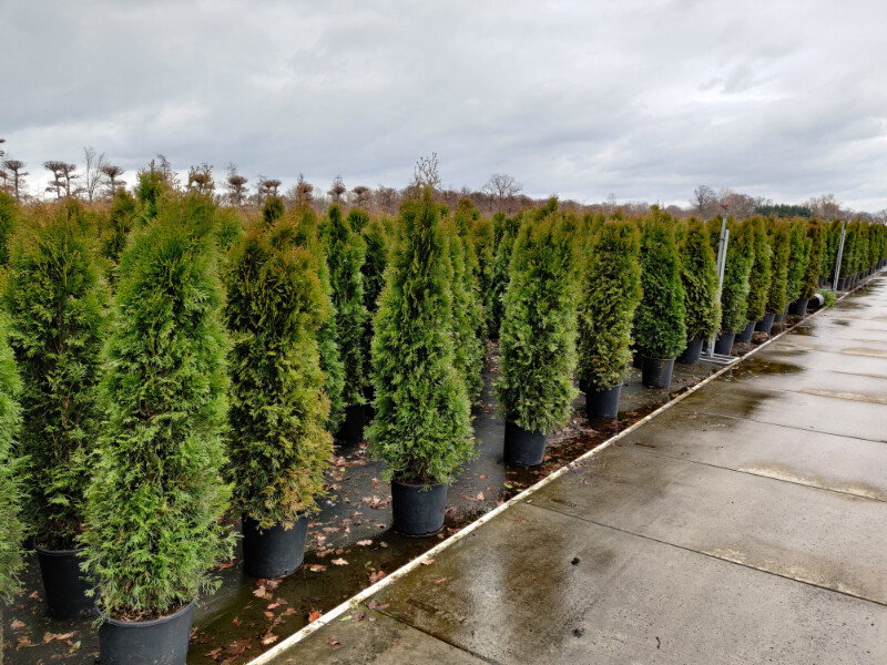 Thuja occidentalis 'Smaragd'