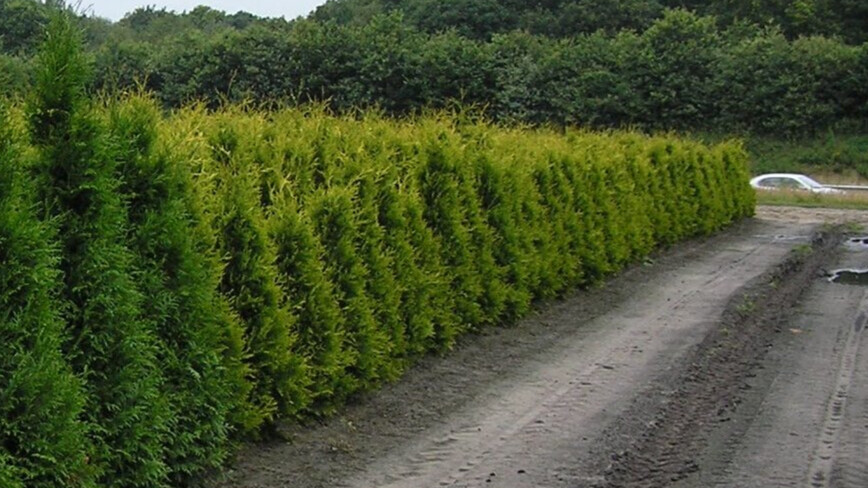 Thuja occidentalis 'Yellow Ribbon', Livstræ