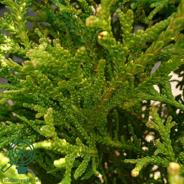 Thujopsis dolobrata 'Nana', dværg-Hønsebenstræ