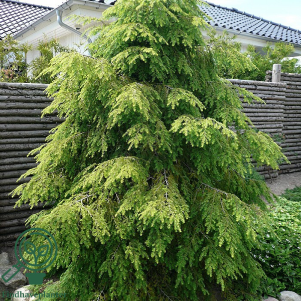 Tsuga canadensis, Skarntydegran, Hemlock