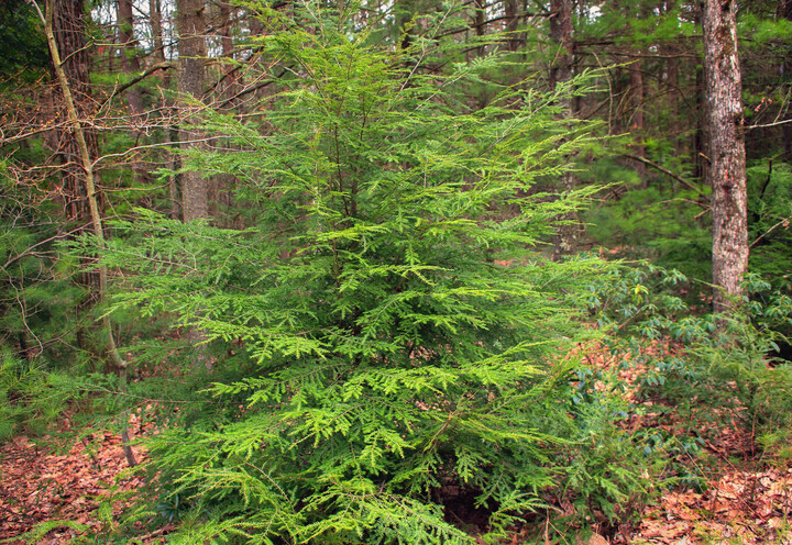 Tsuga canadensis, Skarntydegran, Hemlock