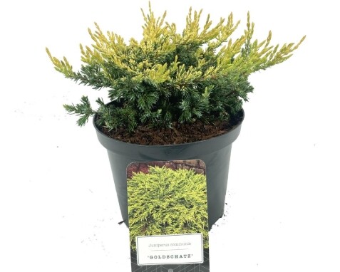 Juniperus communis 'Goldschatz', Krybende ene