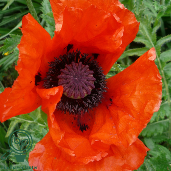 Papaver orientale 'Beauty of Livermere', Kæmpevalmue