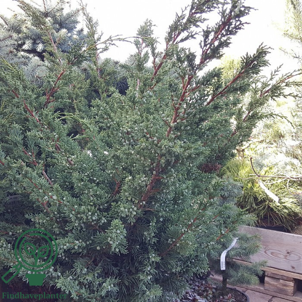 Juniperus chinensis 'Blaauw', Kinesisk Ene