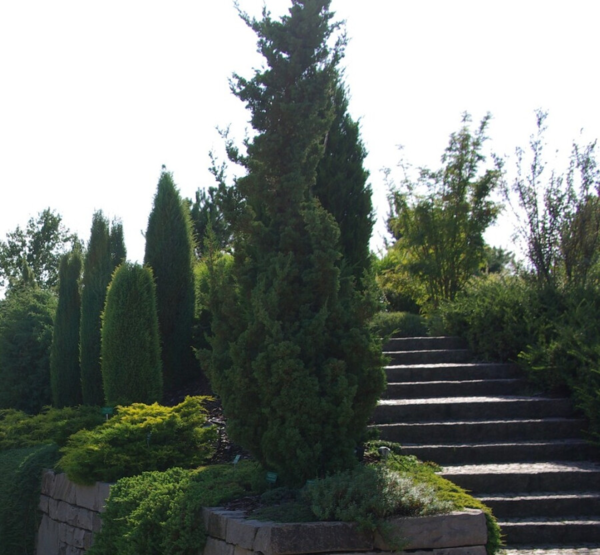 Juniperus chinensis 'Blaauw', Kinesisk Ene