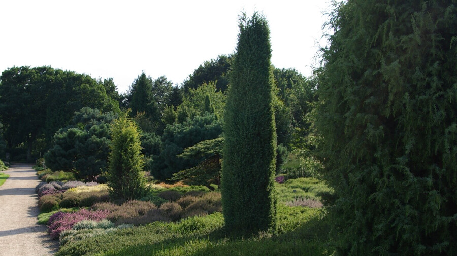 Juniperus communis 'Hibernica', Søjleene