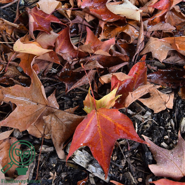 Acer saccharinum, Sølvløn