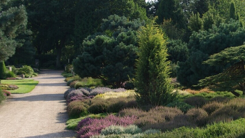 Juniperus communis 'Suecica', Søjleene