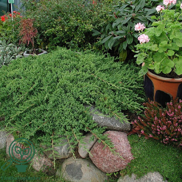 Juniperus procumbens 'Nana', Krybende Ene