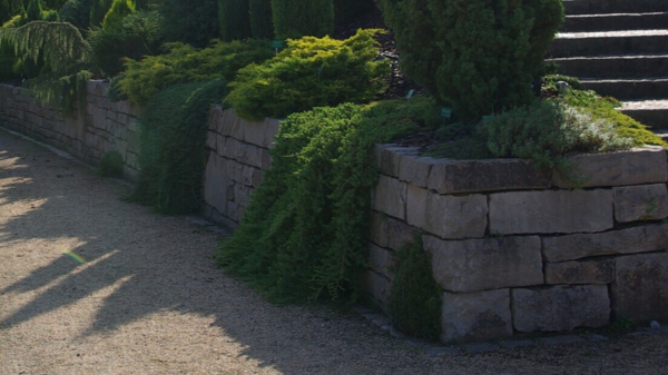 Juniperus procumbens 'Nana', Krybende Ene