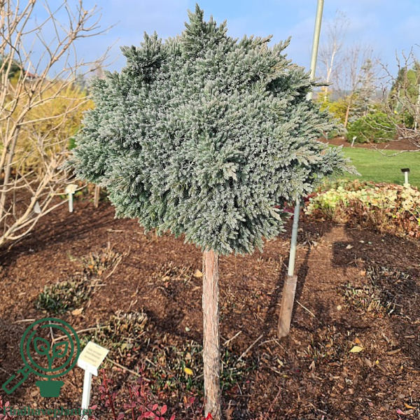 Juniperus squamatra 'Blue Star', Dværg Ene