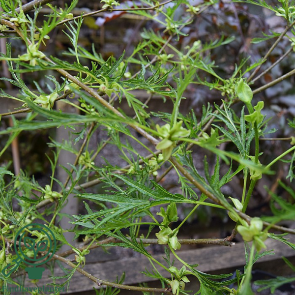 Alnus glutinosa 'Imperialis', Fligeplaget rødel