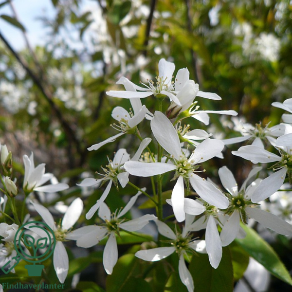 Amelanchier laevis, Bærmispel