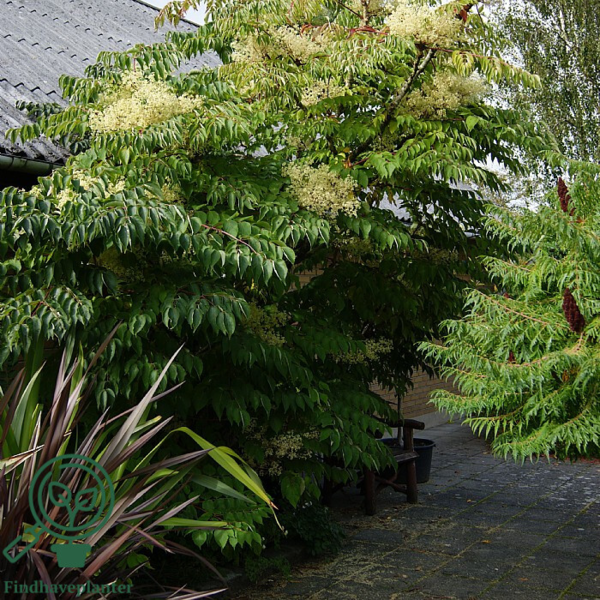 Aralia elata, Fandenspaderestok