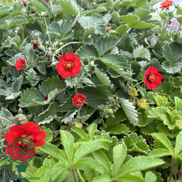 Potentilla atrosanguinea 'Rot', Rød potentil