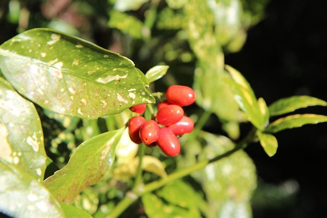 Aucuba jap. 'Variegata', Aucuba