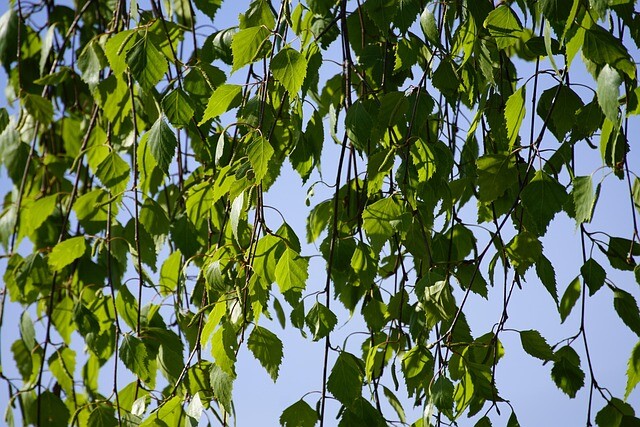 Betula pendula, Vortebirk