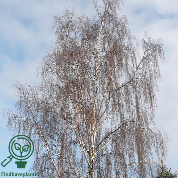 Betula pendula 'Bøghs', Vortebirk