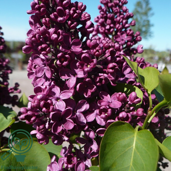 Syringa vulgaris 'Charles Joly', Ægte syren