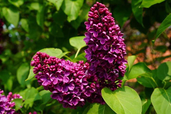 Syringa vulgaris 'Charles Joly', Ægte syren