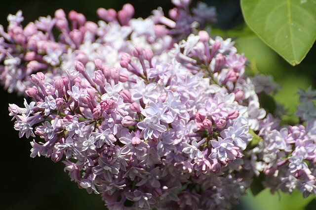 Syringa vulgaris 'Beauty of Moscow', Ægte syren