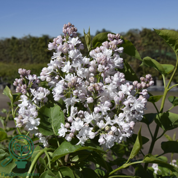 Syringa vulgaris 'Beauty of Moscow', Ægte syren