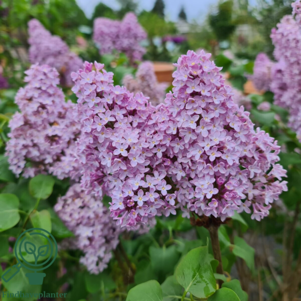 Syringa hyacinthiflora 'Fynsk Forår', Ægte syren