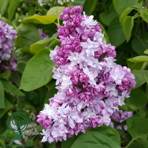 Syringa vulgaris 'Katherine Havemeyer', Ægte syren