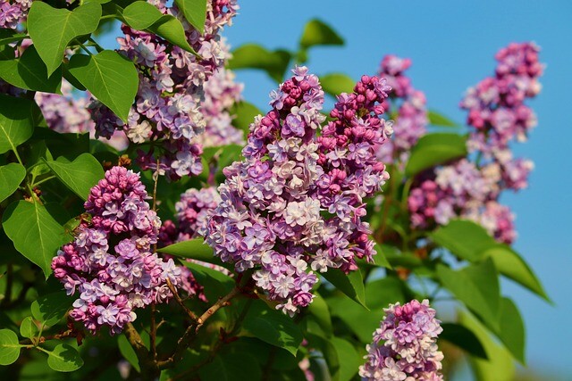 Syringa vulgaris 'Katherine Havemeyer', Ægte syren