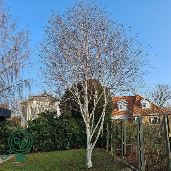 Betula utilis, Himalayabirk