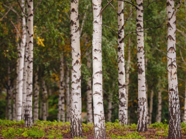 Betula utilis, Himalayabirk