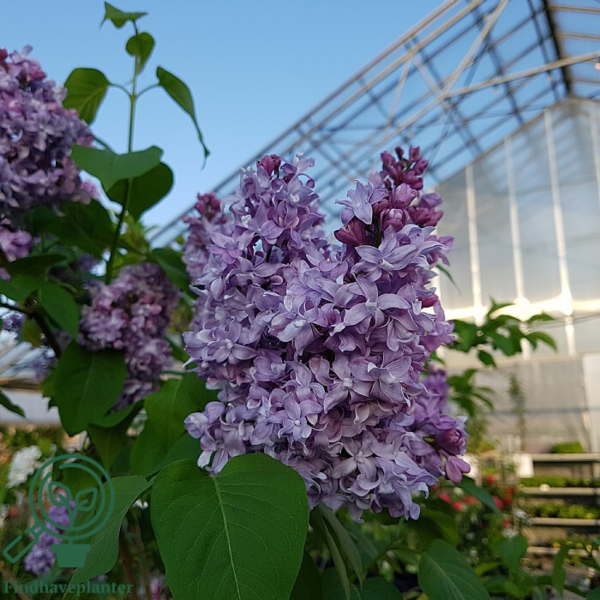 Syringa vulgaris 'Michel Buchner', Ægte syren
